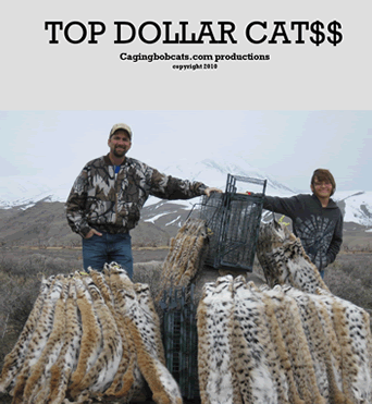 Top Dollar Cat$$